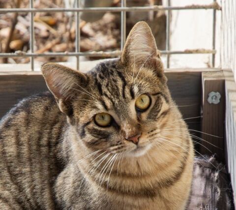 STARK 230 27620 Gasny