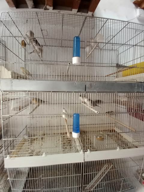 Couples de canaris. 45 13340 Rognac