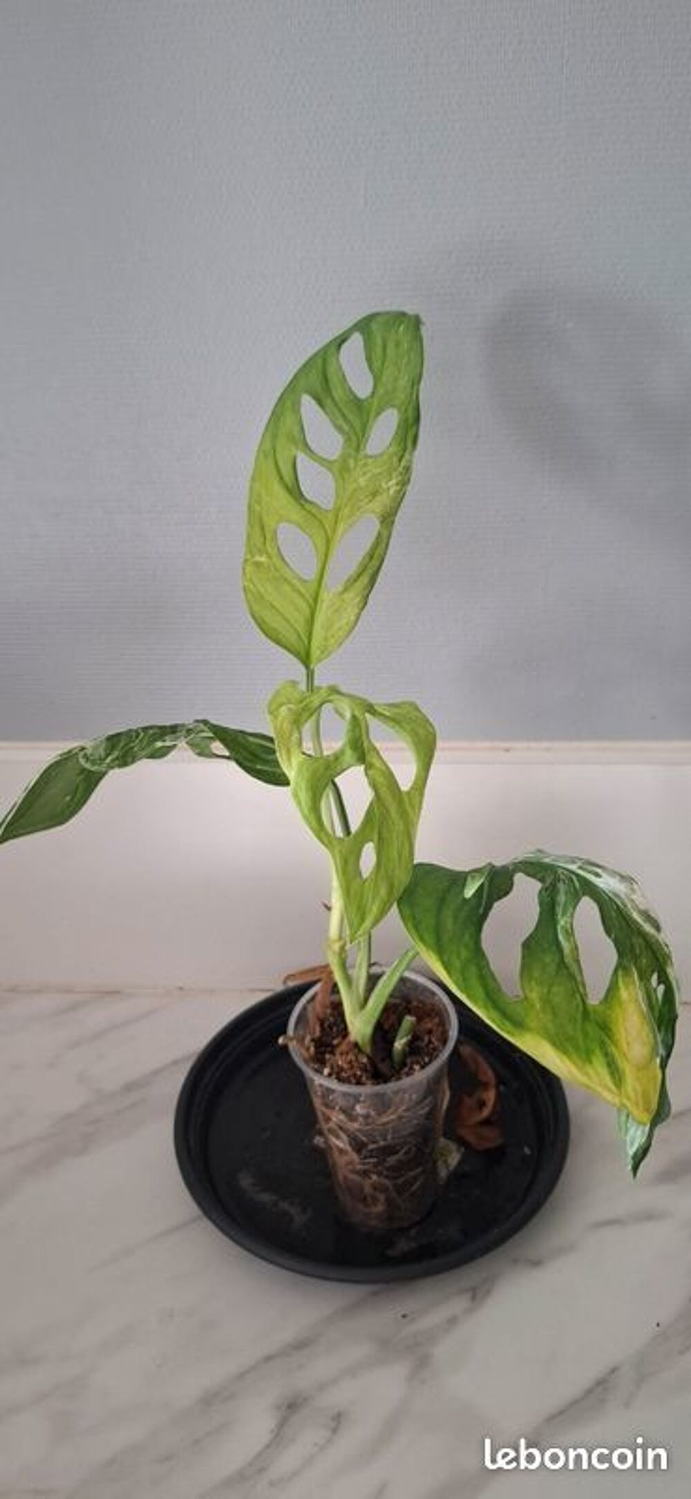 Monstera adansonii indonesian marble bouture 42 Décoration