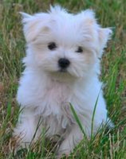   Adorable femelle bichon maltais miniature 