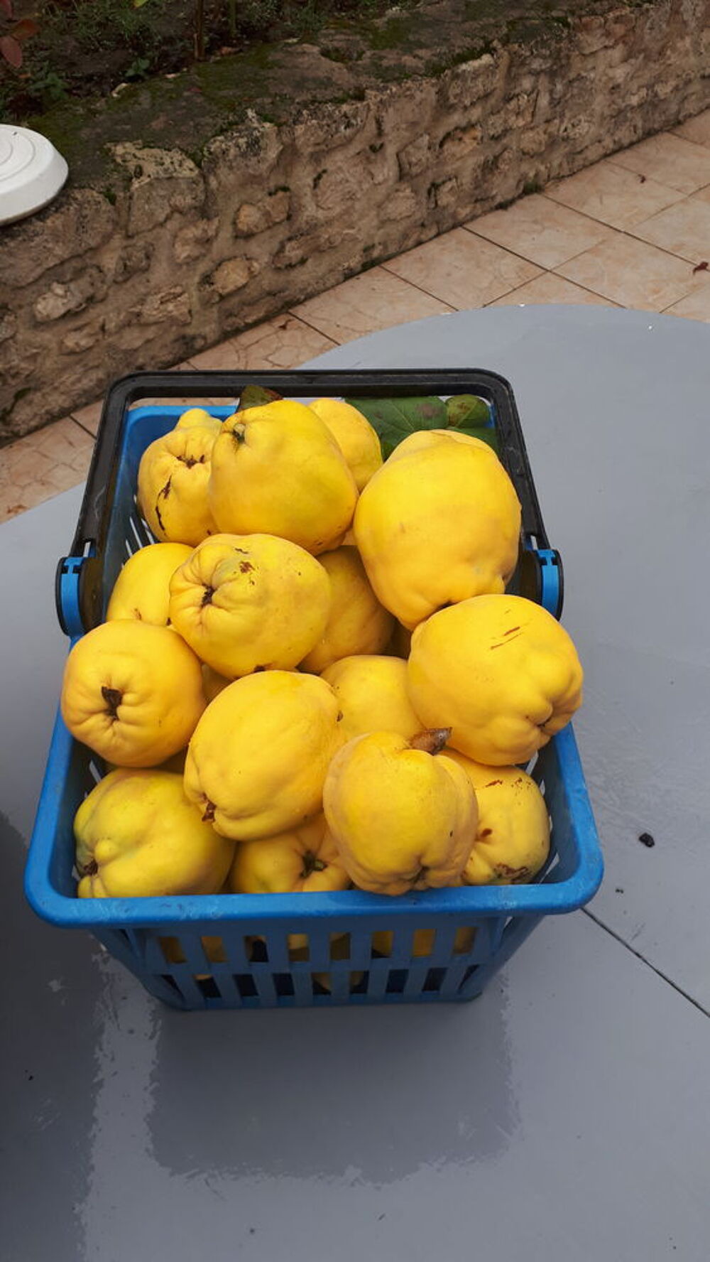 coings bio Jardin