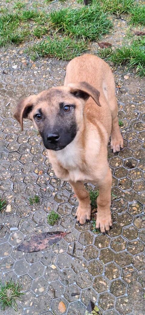 Orio &agrave; l'adoption  320 77810 Thomery