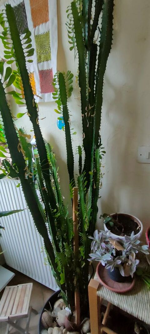 PLANTE VERTE Charantonnay (38)