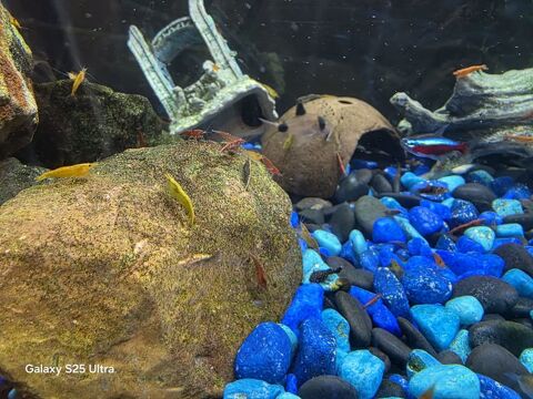 de crevettes d'aquarium color&eacute;es ? particulier 2 37140 La chapelle-sur-loire
