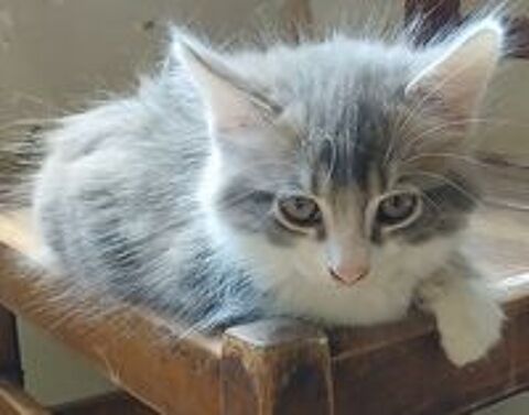   Donne adorables BB chats 