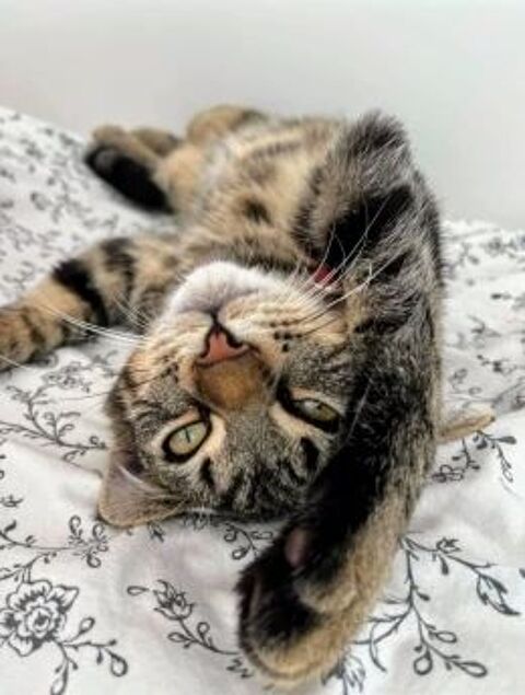 Asmar 220 44000 Nantes