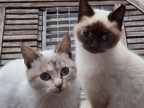 ces deux petits chatons (fr&egrave;re et s?ur) cherchent maitres 0 01600 Tr�voux