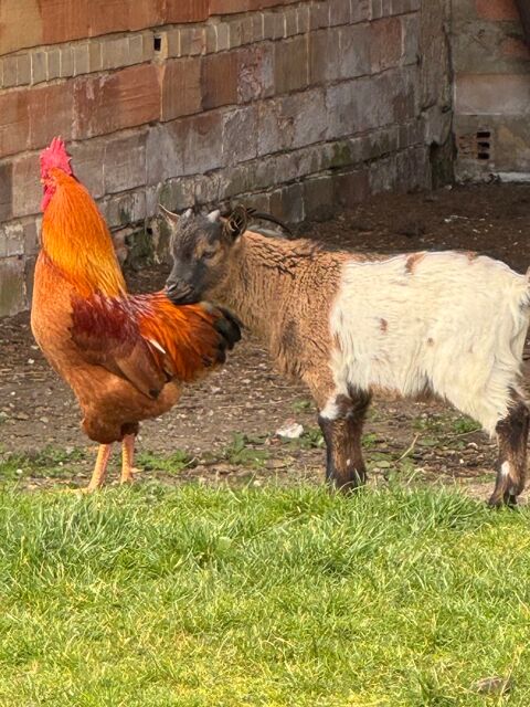 Chevreau nain mâle entier ou castré, 4 mois 85 33480 Sainte-hlne