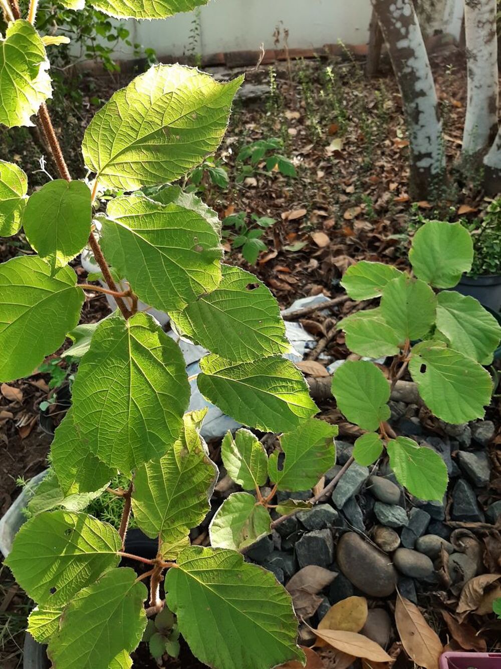 PIED m&acirc;le KIWI JAUNE -GOLD Jardin