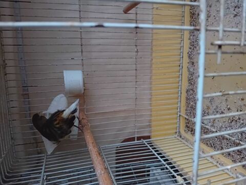 Femelle  canaris 25 95100 Argenteuil