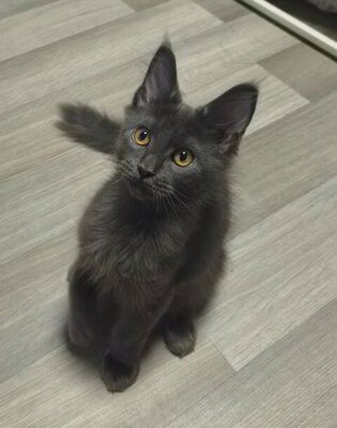 Maine coon disponible 1250 59330 Hautmont