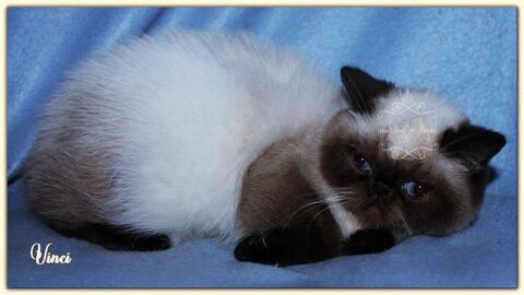 Mâle exotic shorthair seal point LOOF
1100 60390 Auteuil