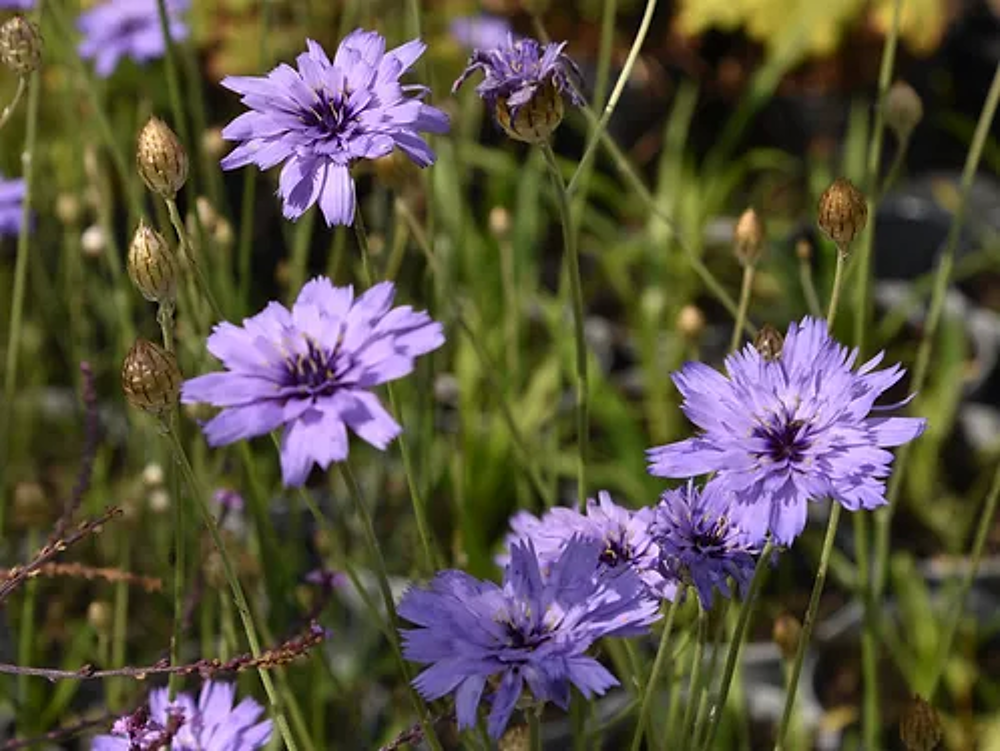 Catananche graines Jardin