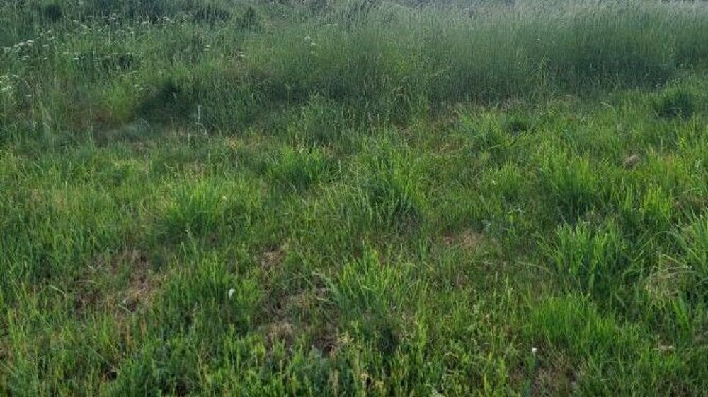   Donne pâturage pour chevaux ou moutons  