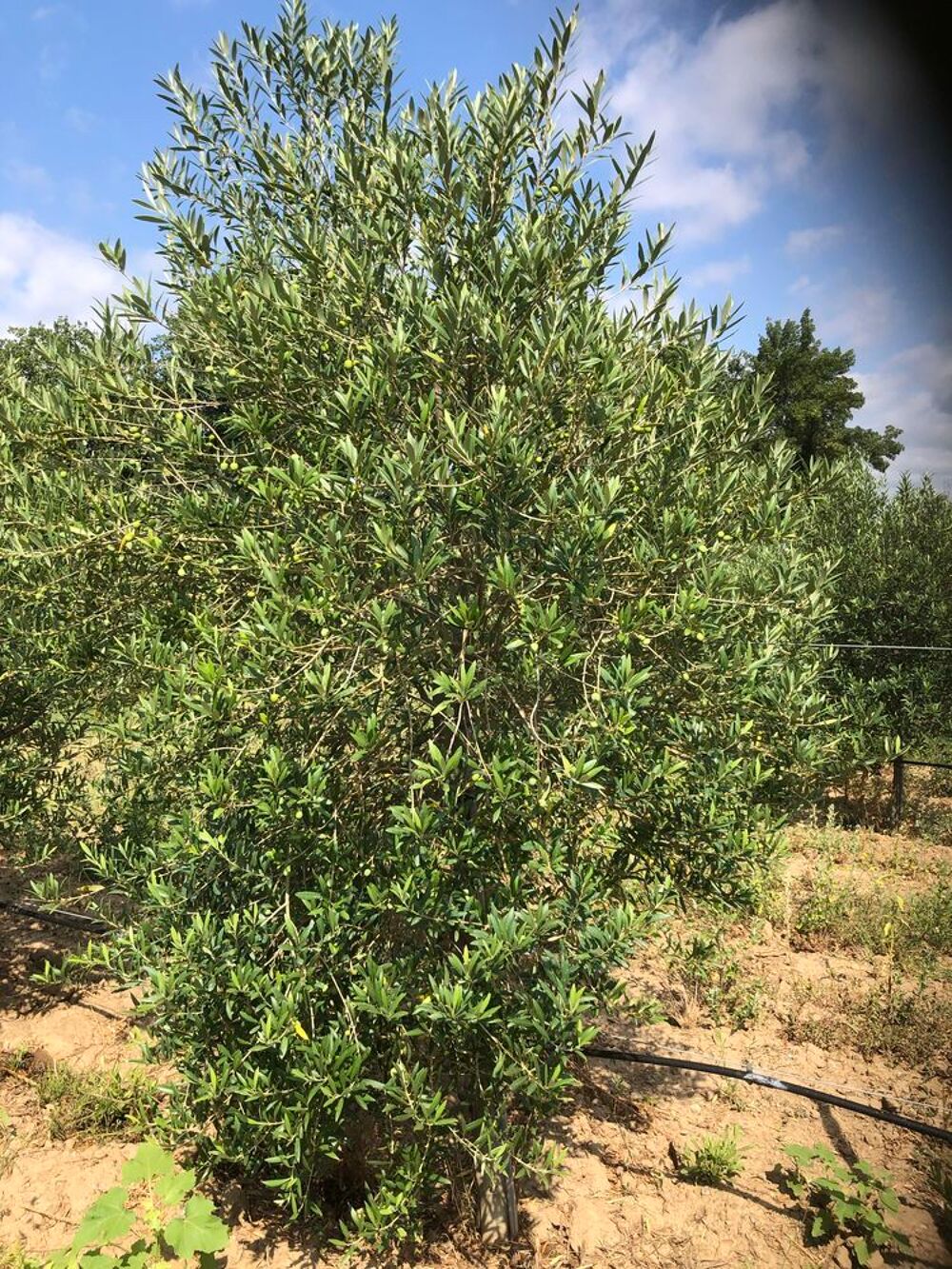 Vente Terrain oliveraie terre agricole 11000 m�tres carr� Estagel