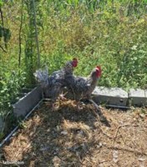   Coq Coucou de Rennes 