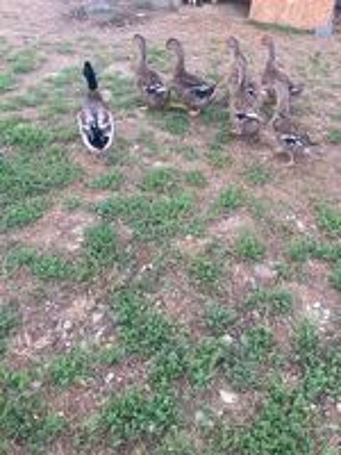   Canard De Rouen 
