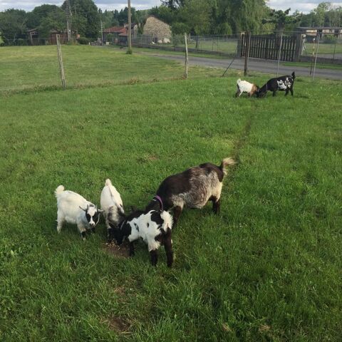 Lot de 10 ch&egrave;vres et chevreaux nains 300 86350 Usson-du-poitou