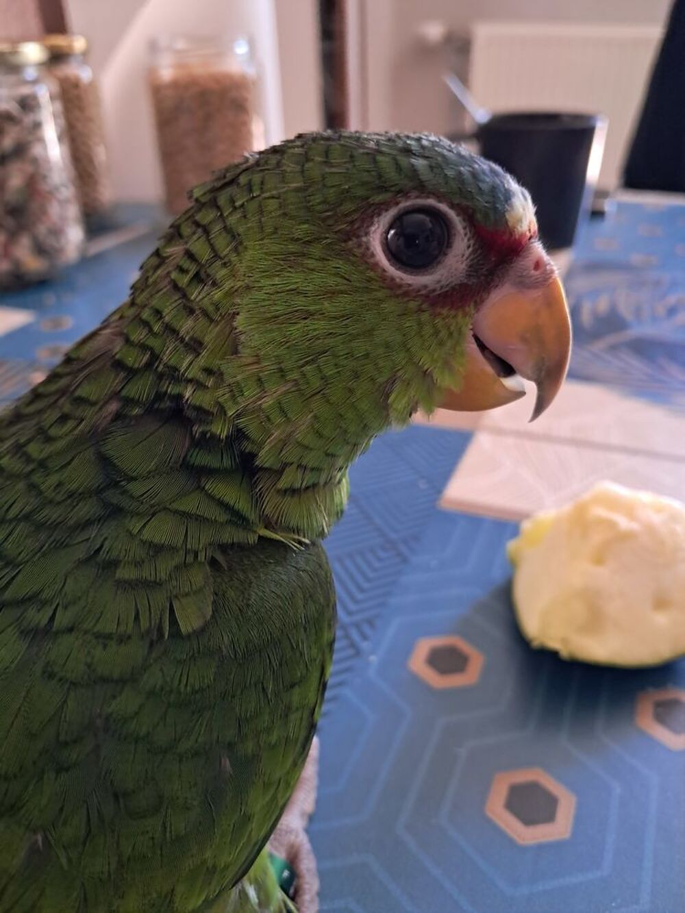   Céde perroquet Amazone EAM . 
