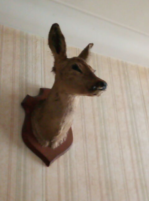 TETE DE BICHE NATURALISEE
12 Loireauxence (44)