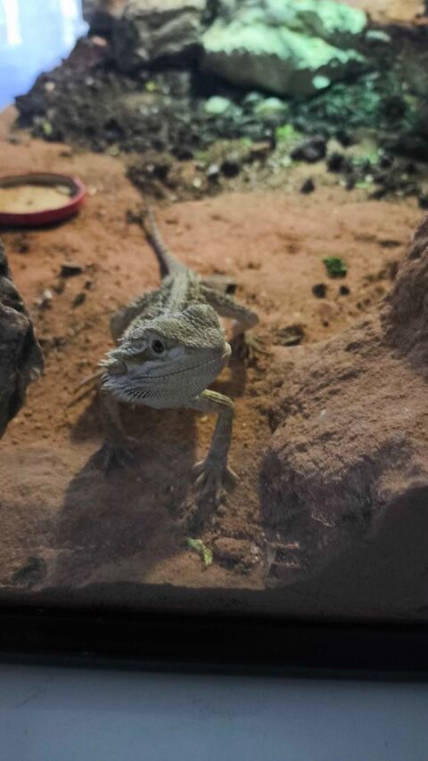 Pogona ( dragon barbu ) ! 100 45000 Orl�ans
