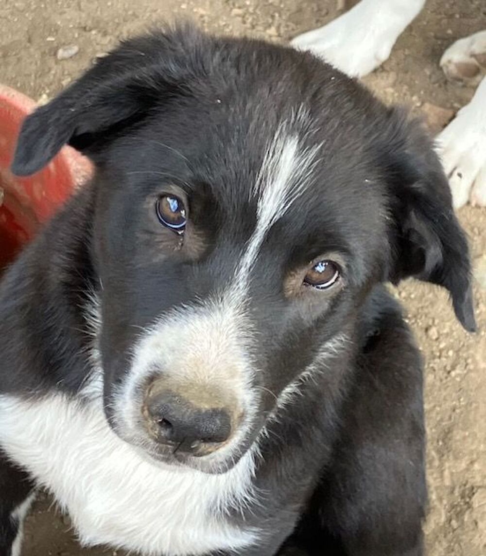   chiot Border Collie souche travail 