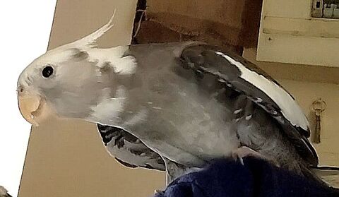 Callopsite m&acirc;le EAM 100 71190 Broye