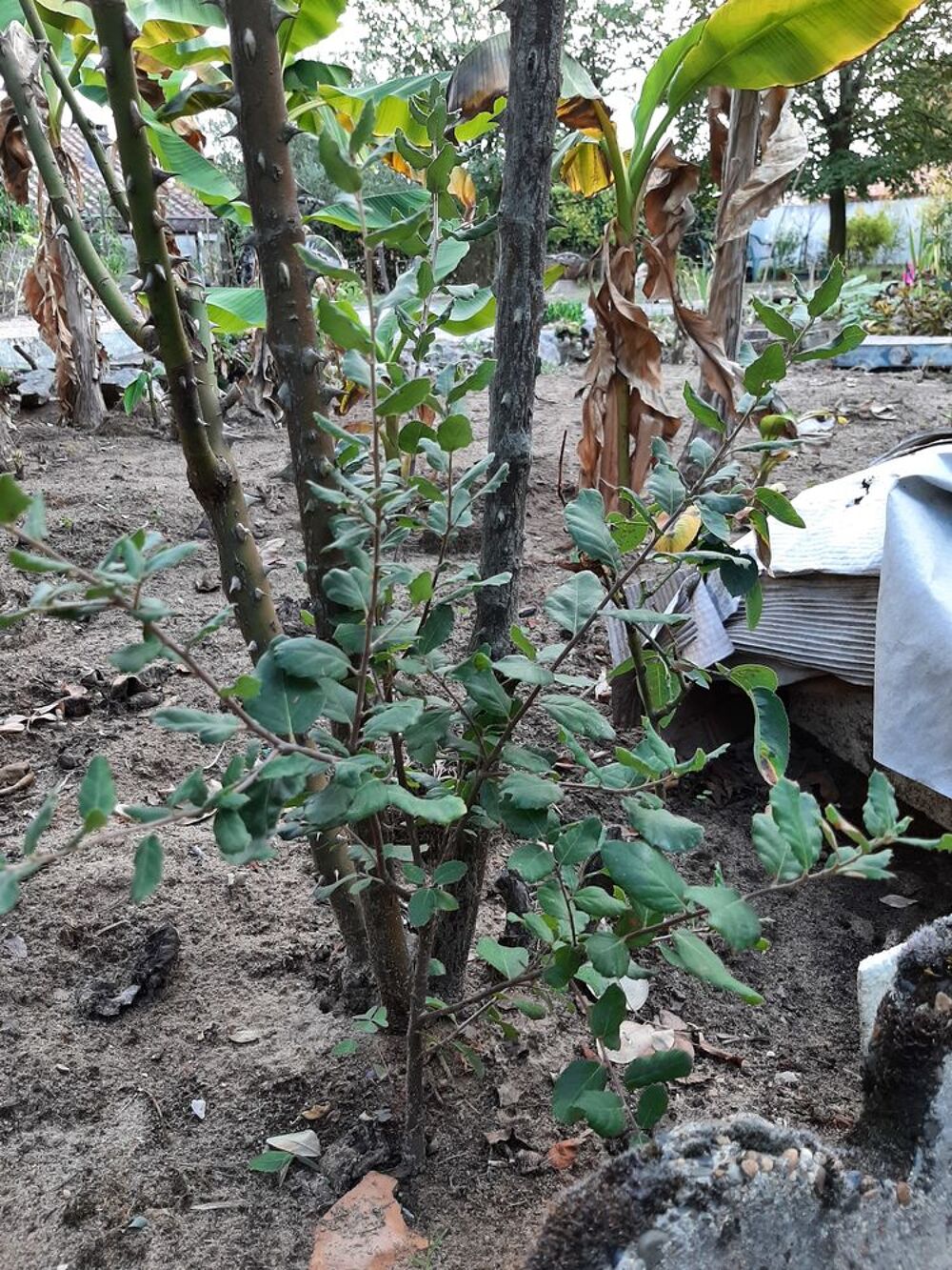 CH&Ecirc;NE VERT Arbre Jardin