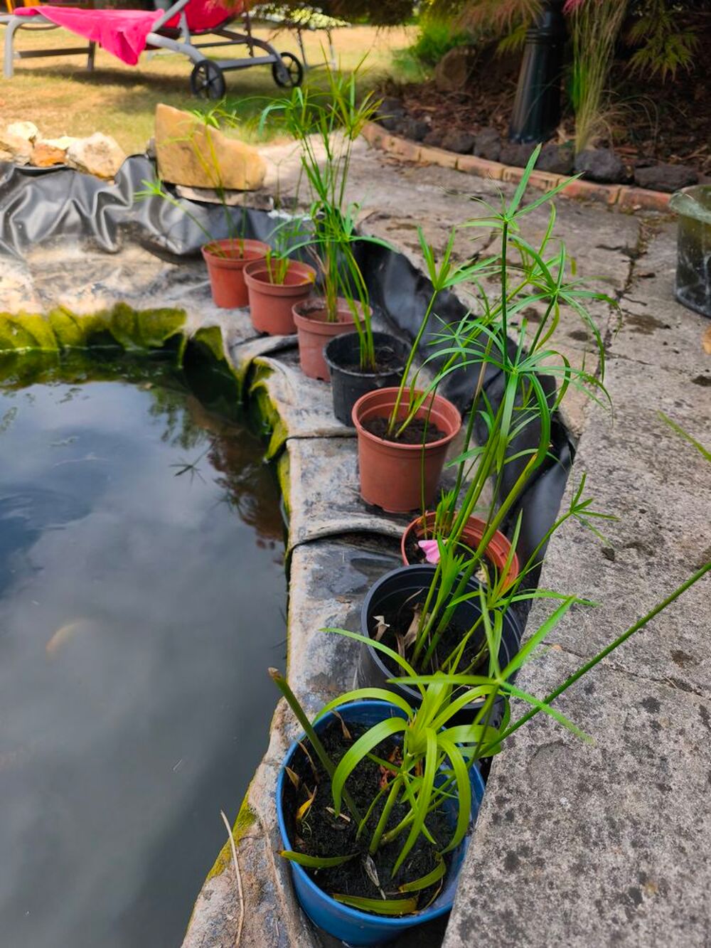 pot de papyrus Jardin