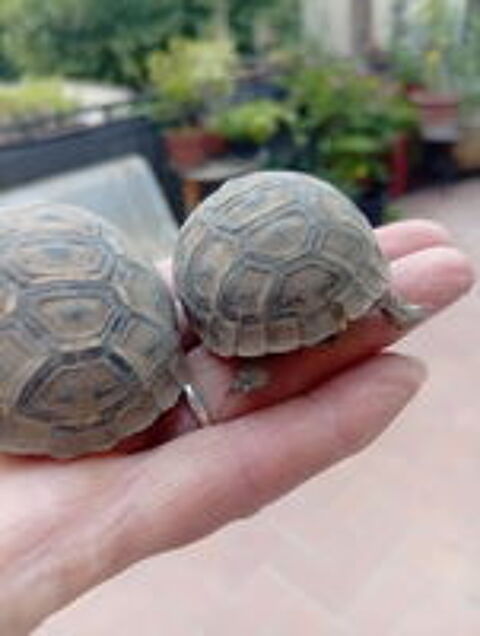   Propose la Tortues grecque de deux ans 