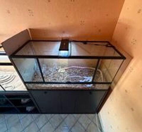   Serpent des blés mâle à donner + terrarium et équipement 