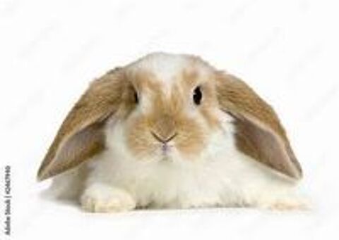   Lapins bélier nains 