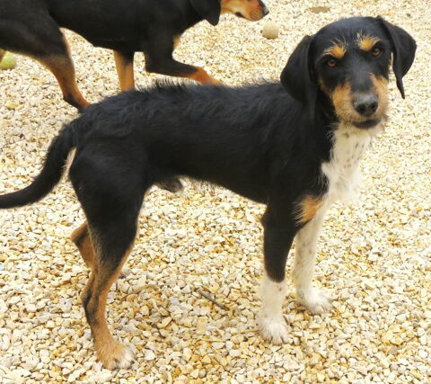 Oscar est à l'adoption! 0 34000 Montpellier