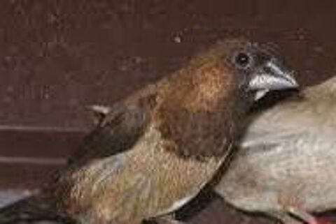   Moineau du Japon  