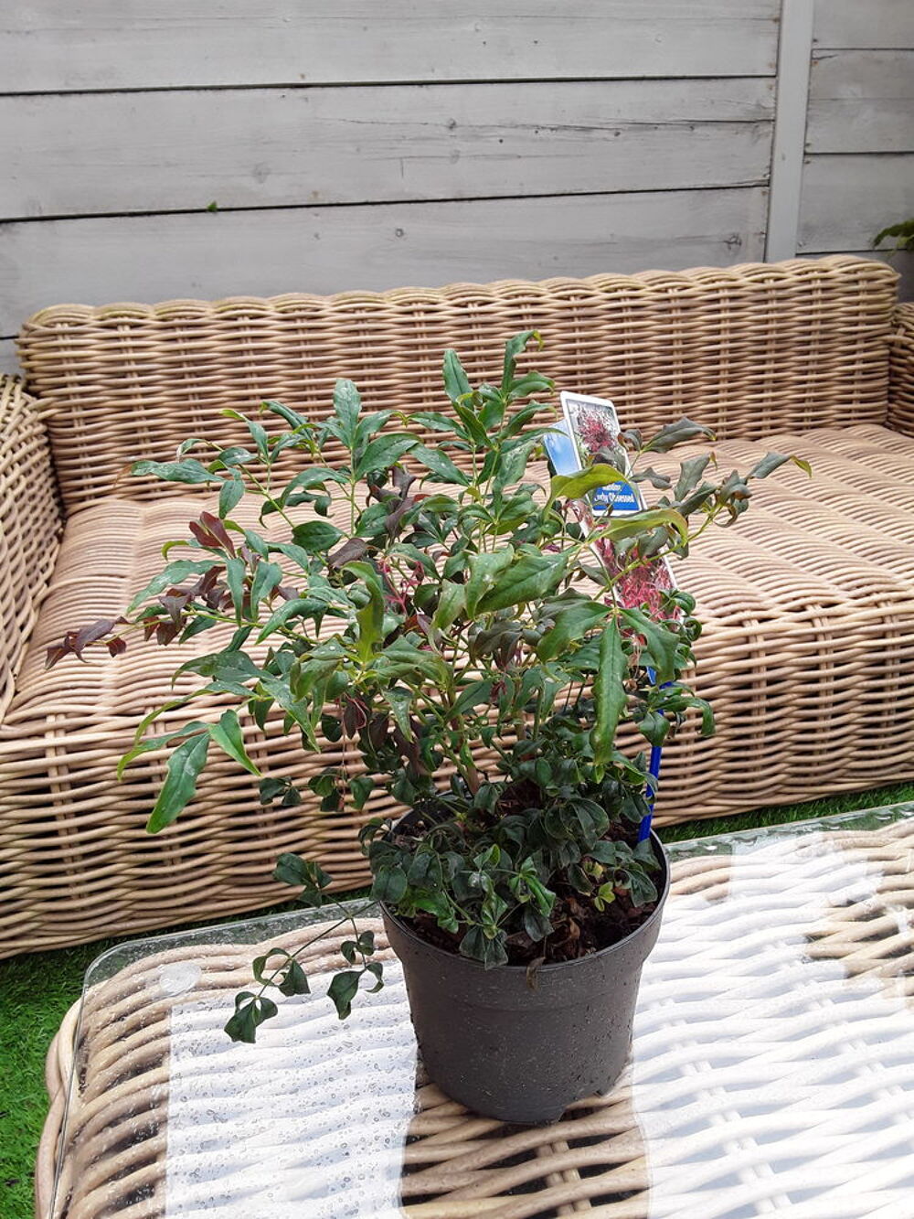 Plantes, arbustes Jardin