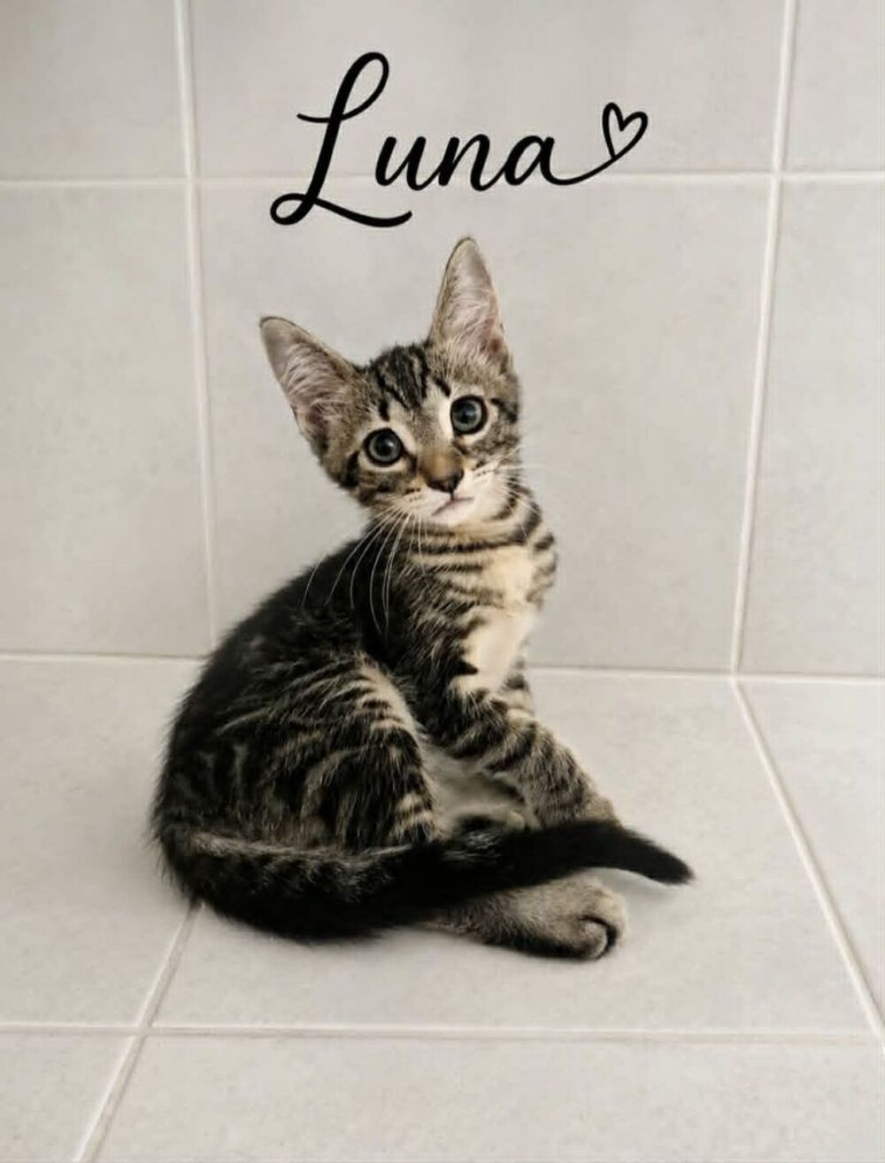   LUNA 