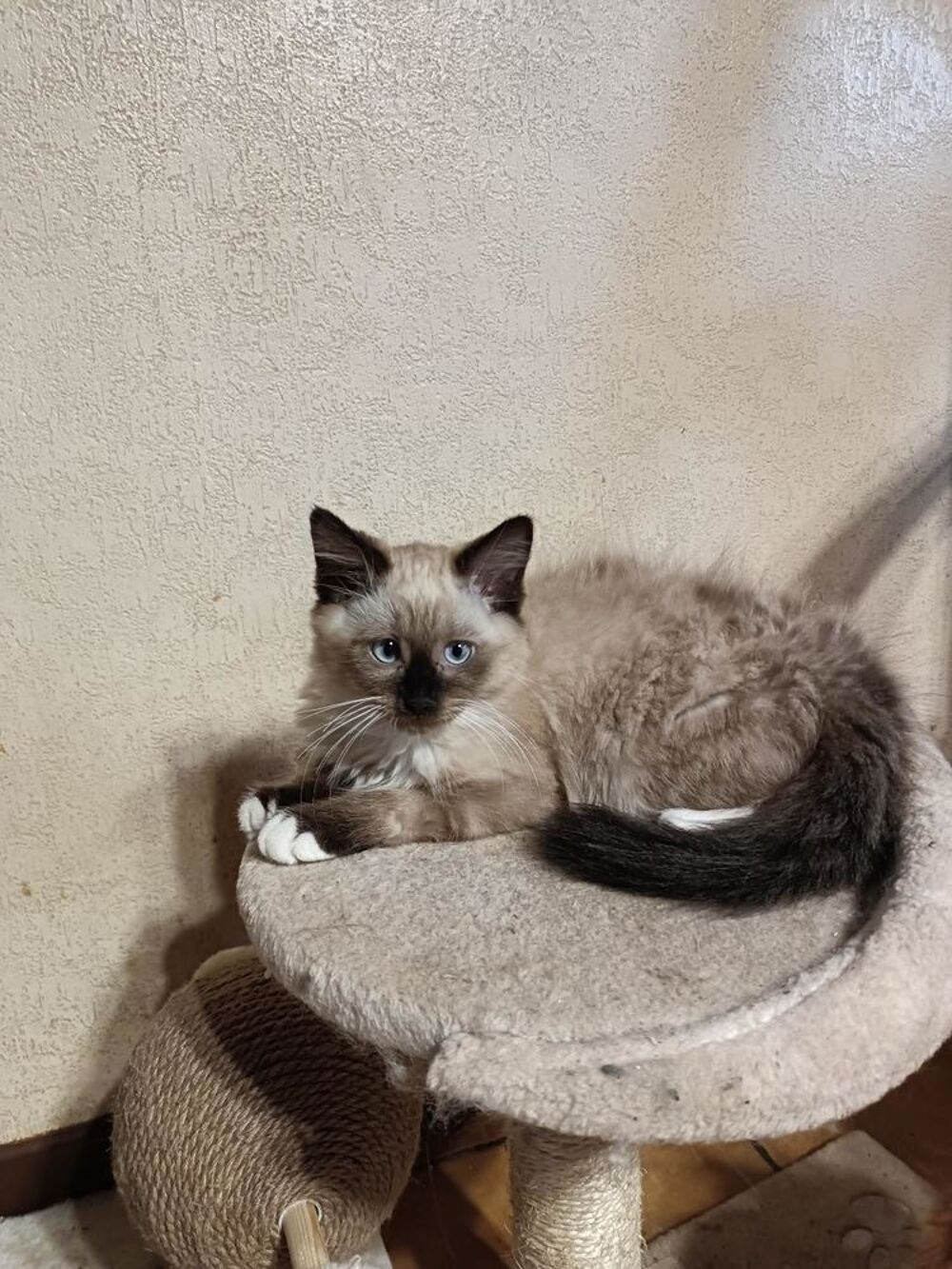   chaton 