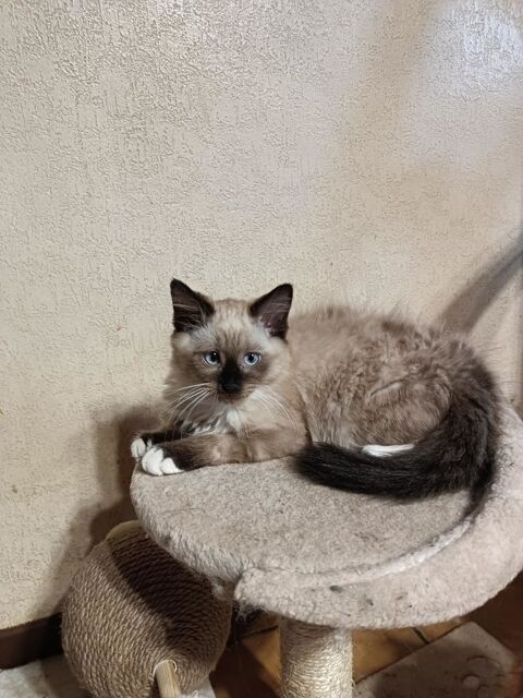 chaton 250 73460 Bonvillard