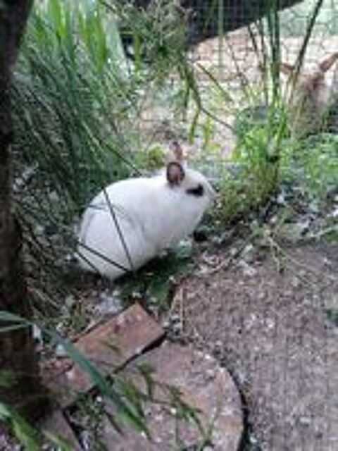   YUKI, adorable lapin nain à adopter via l'association UMA 