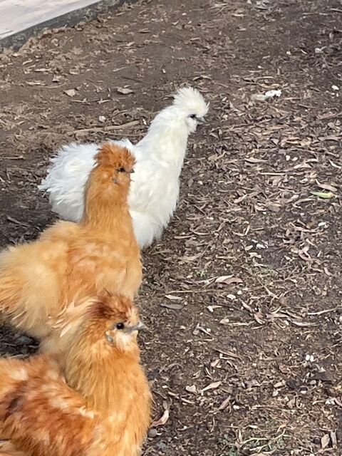 Poules de soie 50 85230 Beauvoir-sur-mer
