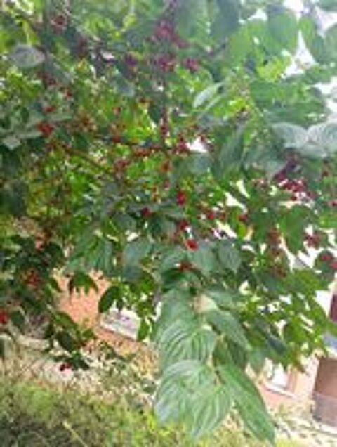   Jardinier paysagiste  