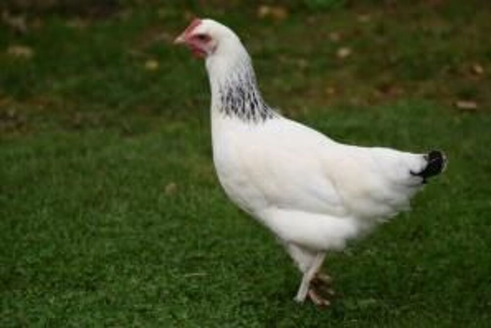   Poules pondeuses  