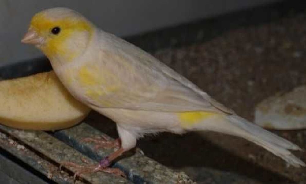   Recherche éleveur Canaris 