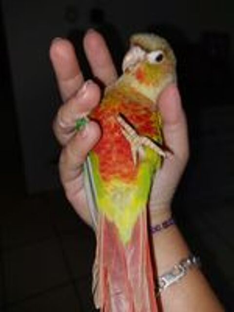   Conure pyrrhura molinae EAM 