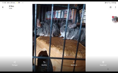 chinchillas 40 28400 Nogent-le-rotrou