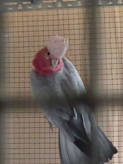 Perroquet rosalbin m&acirc;le de 2013 (voli&egrave;re ext&eacute;rieur ) 600 29860 Plabennec