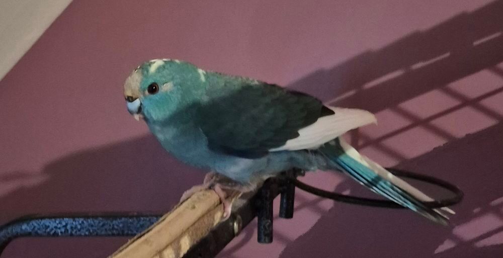    kakarikis  