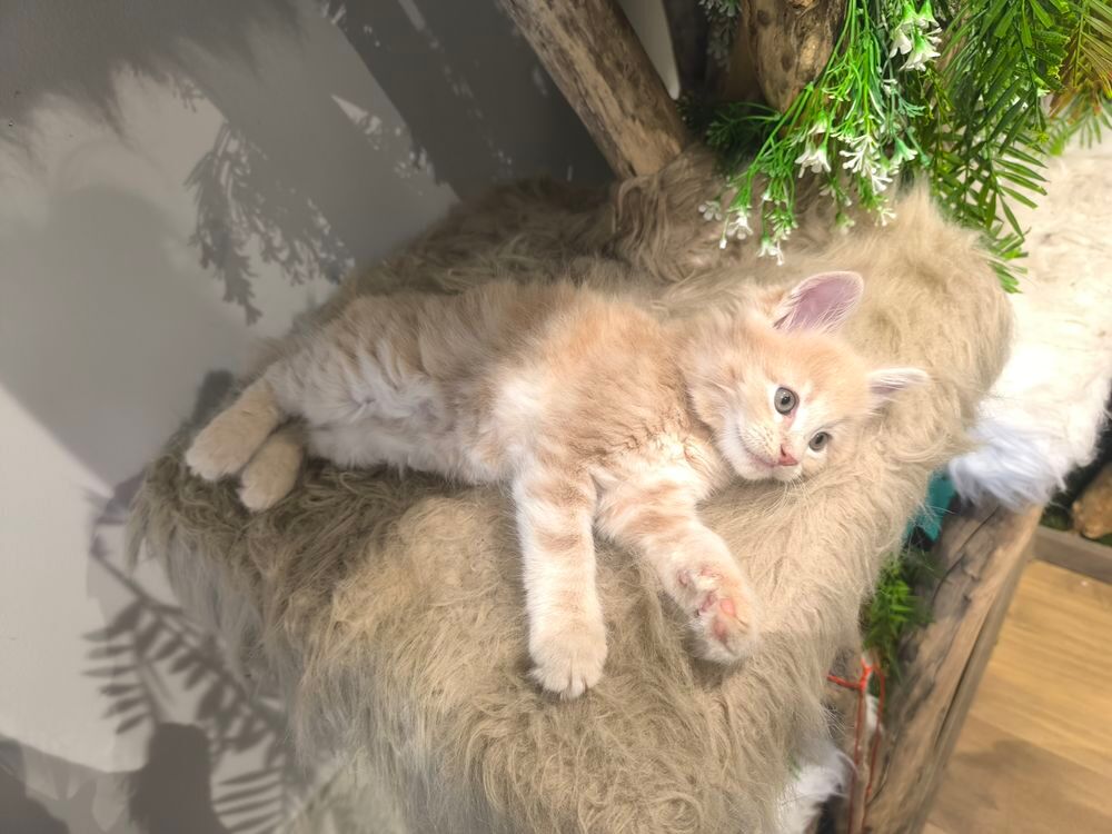   Deux petites merveilles maine coon  