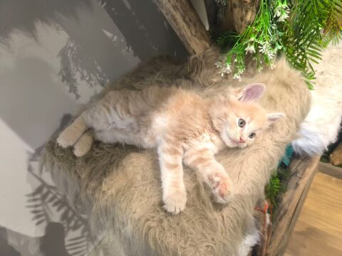 Deux petites merveilles maine coon 1200 59600 Maubeuge