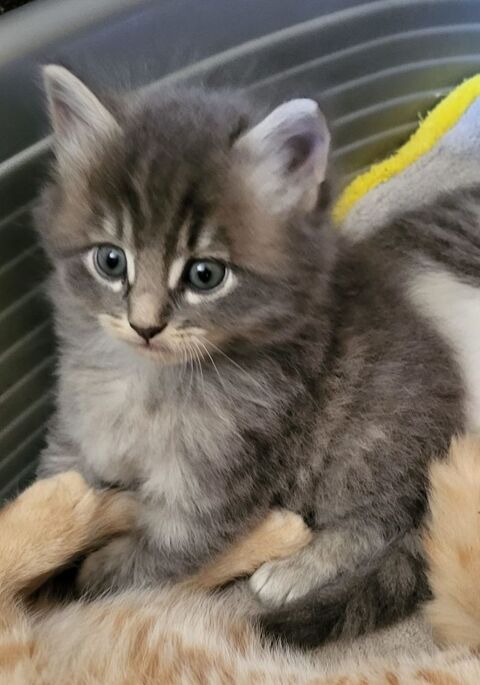 Adorable chaton cherche famille aimante 0 95420 Magny-en-vexin
